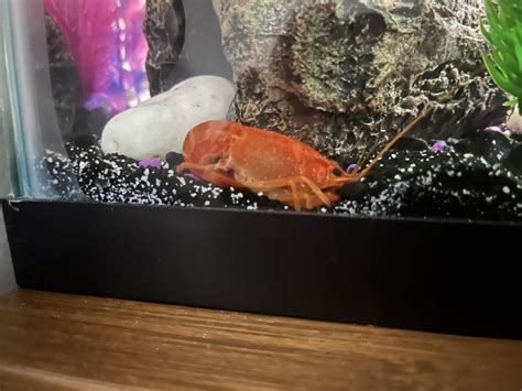 Crayfish molting ??? : r/Crayfish