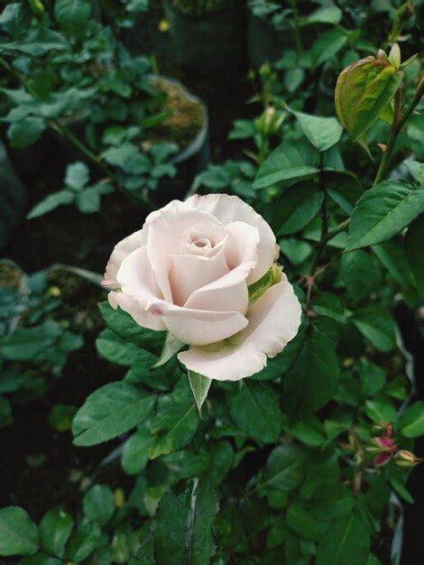 Premium Photo | A pink rose in a garden