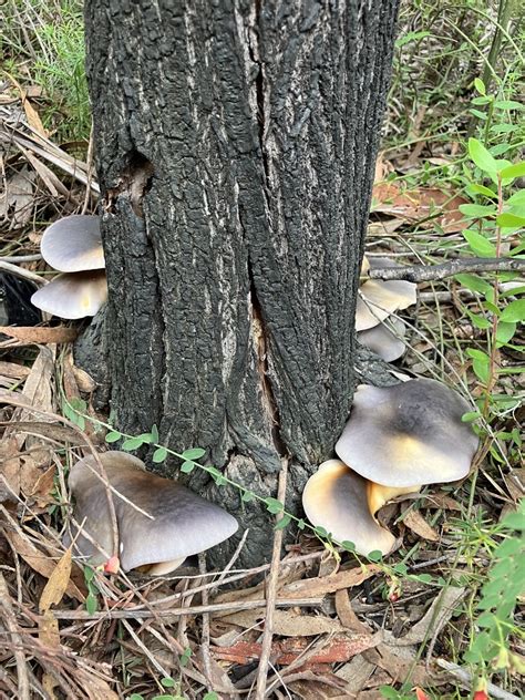 Ghost Fungus From Growee Nsw Au On May At Am By Stellap