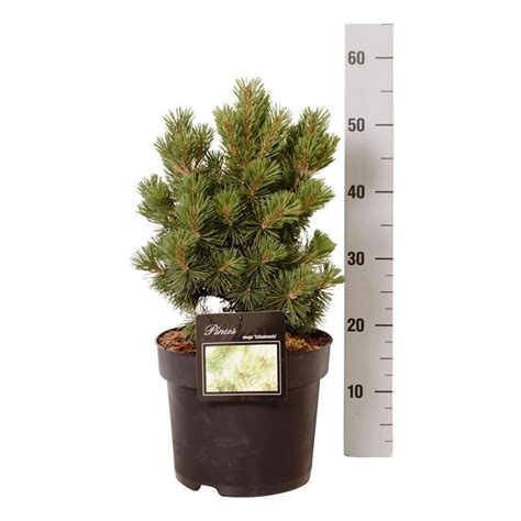 Kiefernbaum Pinus Mugo Columnaris Schnelle Lieferung Fleurdirect