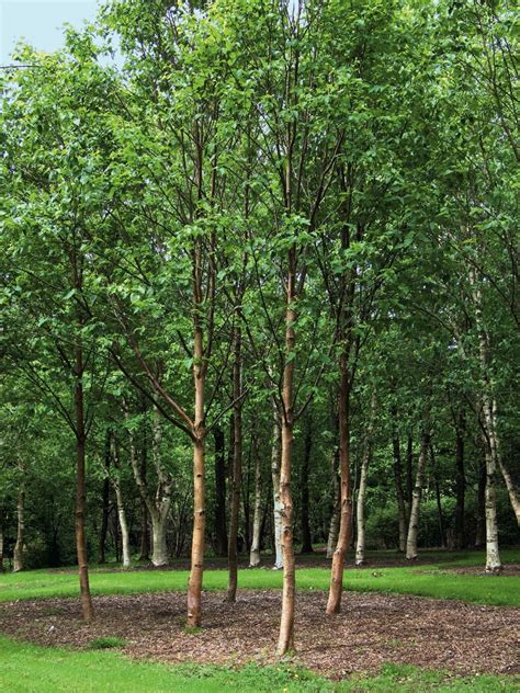 Betula cordifolia - Trees and Shrubs Online