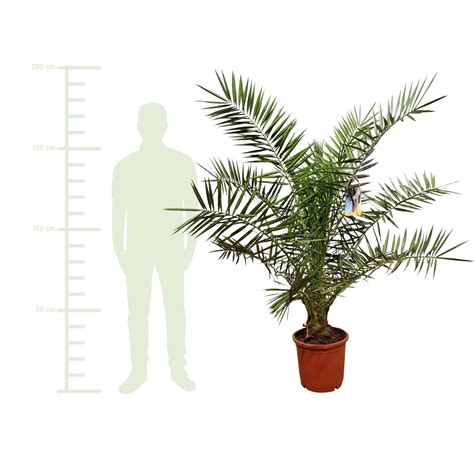 Kanarische Dattelpalme XXL Ca 180 200 Cm Phoenix Canariensis Kaufen