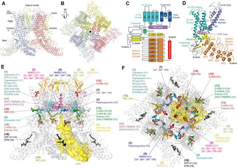 Frontiers Ligand Binding Sites In Vanilloid Subtype Trp Channels