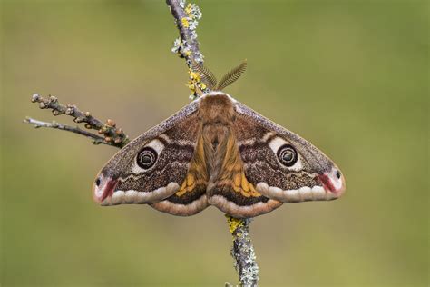 Male Emperor Moth Saturnia Pavonia Explored Sussex Uk Flickr