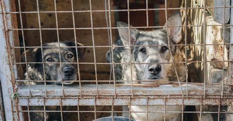 Dove Adottare Un Cane In Friuli Venezia Giulia La Guida