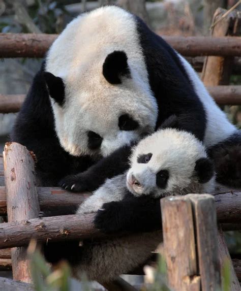 Madre Y Cachorro De Panda En La Reserva De Panda Chengdu Base De