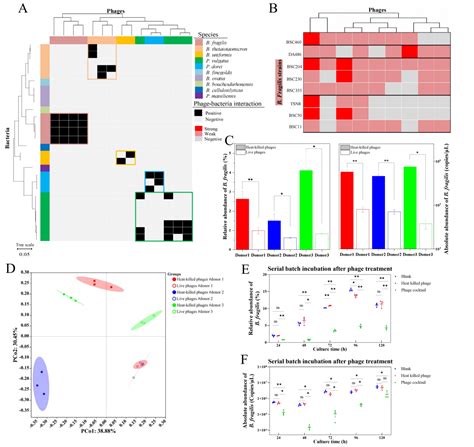 Cell Host Microbe 噬菌体培养组解析肠道暗物质 中国科学院深圳先进技术研究院