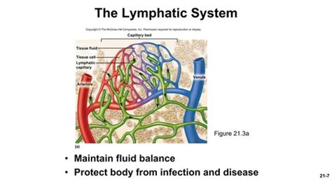 Lymphatic And Immunity Part 1 Flashcards Quizlet