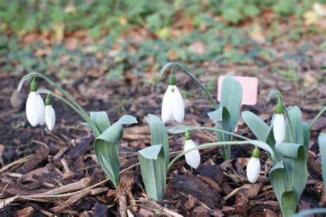 Galanthus Elwesii Louise Ann Bromley Morlas Plants