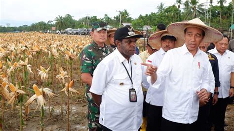 Respons Jokowi Greenpeace Food Estate Perparah Krisis Pangan