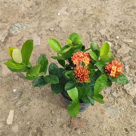 Full Sun Exposure Orangeflower Orange Ixora Mini Dwarf Plant For