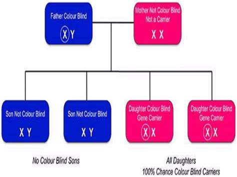 Sex Linkage Ppt