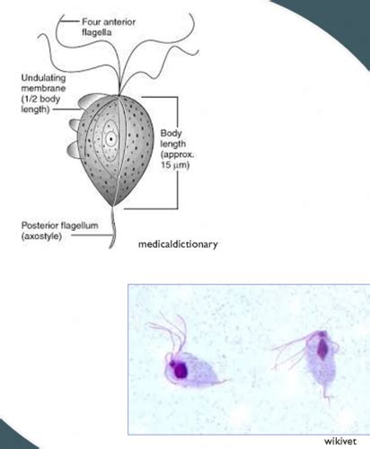 Avian Trichomoniasis Flashcards Quizlet