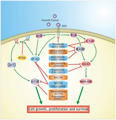 Emerging Targeted Therapies For Melanoma Treatment Review