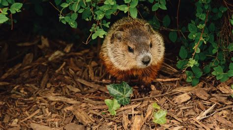 Groundhog Poop An Eco Friendly Guide To Tackle Waste — Ecowiser