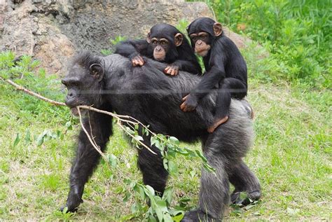 Interesting Facts About Chimpanzees