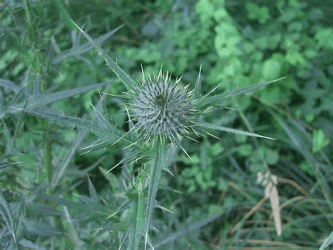 Bull Thistle