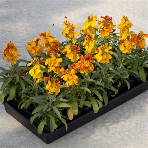 Erysimum Sugar Rush Orange Tray Griffin Greenhouse Supplies