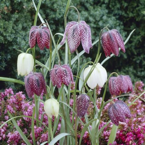 Fritillaria Meleagris Bulbs Buy Online Boston Bulbs