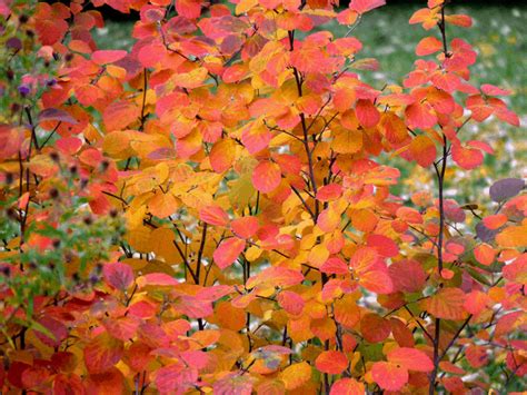 The Best Colorful and Fall Blooming Shrubs for Your Yard