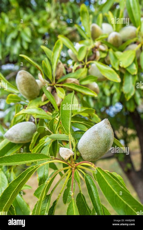 Closeup Of Green Almonds Growing On Branch Of Tree Stock Photo Alamy