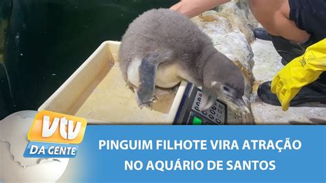 Pinguim filhote vira atração no aquário de Santos VTV da Gente YouTube