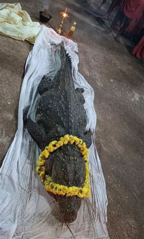 75 Years Old Crocodile Babiya Who Lived In Sri Anantha Padmanabha