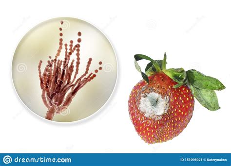 Strawberry Mold