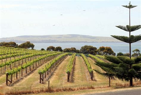 Image Of Vineyard By The Sea Austockphoto