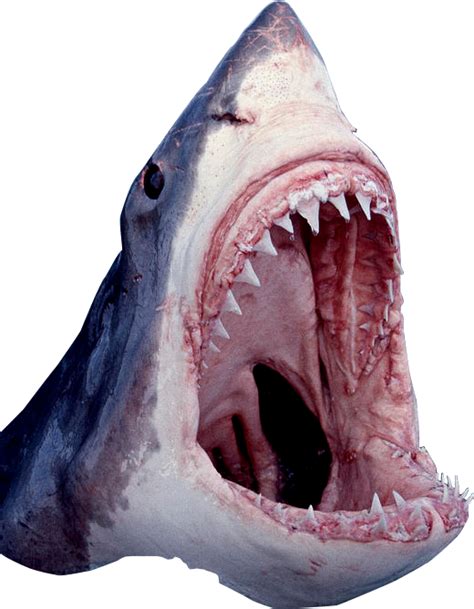 Shark Open Mouth Template
