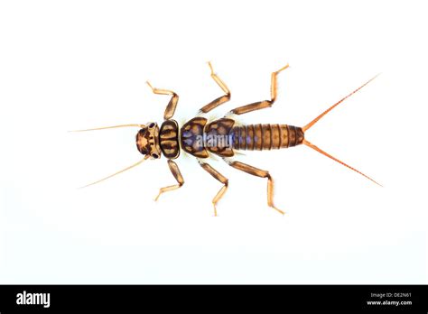 Una Larva De Stonefly Plecoptera Larva Que Viven Bajo El Agua