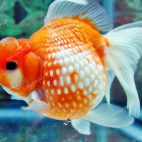 Jual Ikan Hias Ikan Mas Koki Mutiara Gendut Hiasan Aquascape Aquarium