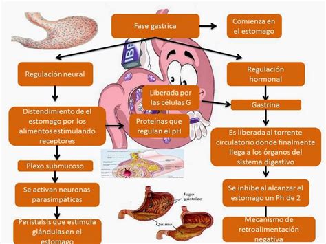 El Blog De Fisiologia De Israel Aramburo Lucas Fases De La Digestion Las Actividades