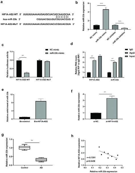 Hif1a As2 Directly Interacted With Mir 33b In Smcs A The Binding