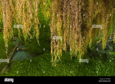 El Parque Nacional Ol Mpico Spike Epif Ticas Moss Sobresale Una