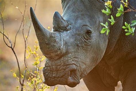 Rhino Horn Trade Public Consultation Iwb