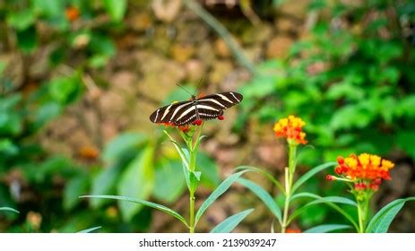 Heliconius Pattern Images Stock Photos Vectors Shutterstock