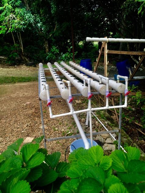 How To Build A Sustainable Hydroponic Nft System For Beginners