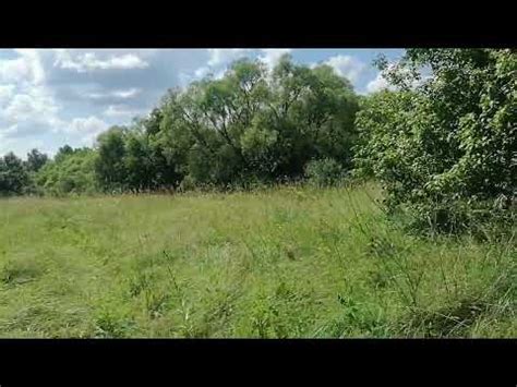 Домашний приют. Полянка с клубникой. - YouTube