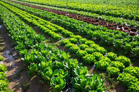 Growing Lettuce In Rows In A Field Stock Photo Image Of Nourishment