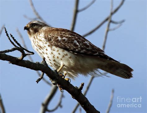 Juvenile Red Shoulderd Hawk 278 Photograph By Steve Gass