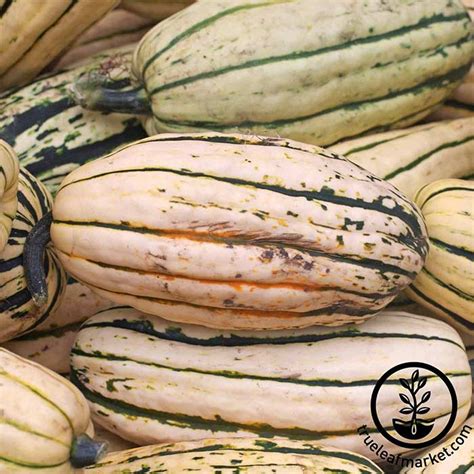 Organic Delicata Winter Squash Heirloom Non Gmo Garden Seeds True