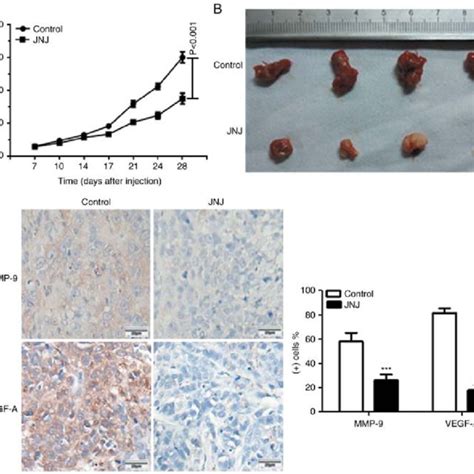 Expression Of C Met In Human Oscc Tissues And Cell Lines A