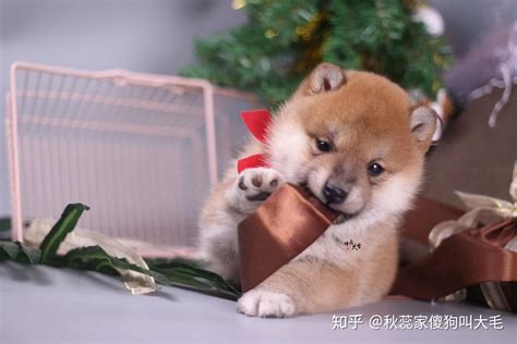 纯种小柴犬多少钱一只？日本柴犬价格分析。新手必看！ 知乎