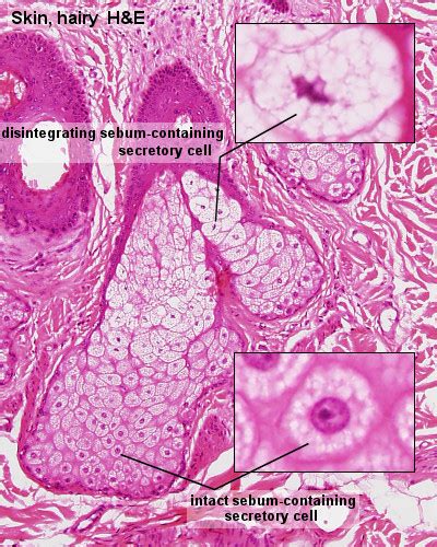 File:Integumentary- sebaceous gland histology 02.jpg - Embryology