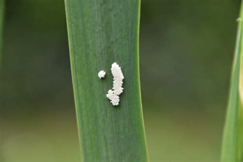 Identifying Insect Eggs Thriftyfun