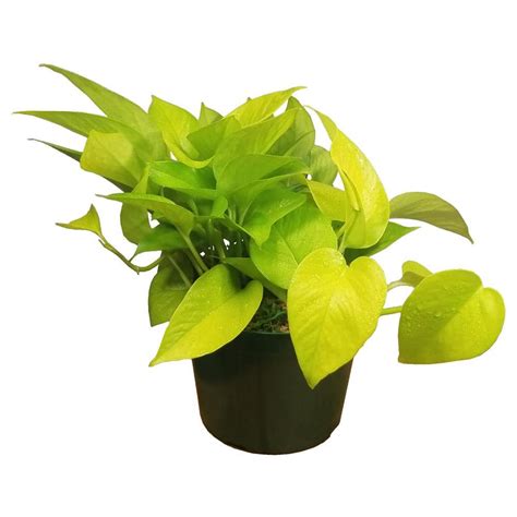 Neon Pothos Plant In 6 In Grower Pot Noepot006 The Home Depot