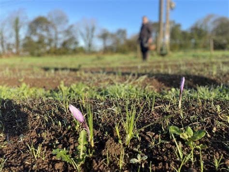 Fleur après fleur ils récoltent la plante qui donne lépice la plus