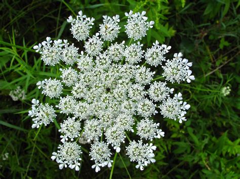 The Joyce Road Neighborhood: Wildflower - Queen Anne's Lace