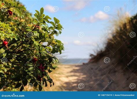 Sylt The Most Beautiful Island Of Germany Royalty Free Stock Photo